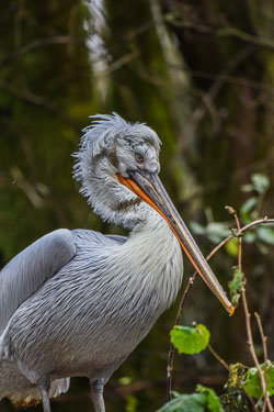 2024 Zooparc Overloon