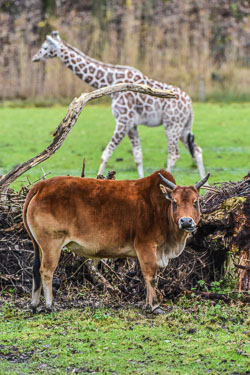 2024 Zooparc Overloon