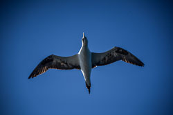 2018 Rondvaart met de Aquila (Noorwegen) 