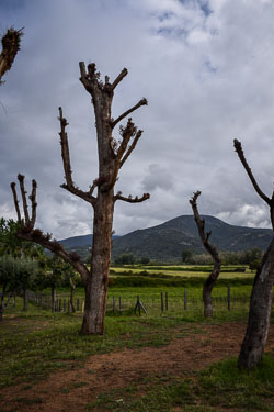 2019 Sagone (Corsica)