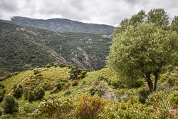 2019 Sagone (Corsica)