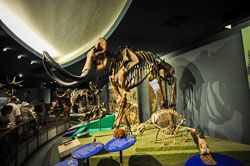 2012 Museum of Natural History Washington (USA)