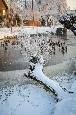 2012 Winter in de Krimpenerwaard