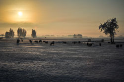 2012 Winter in de Krimpenerwaard
