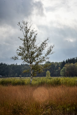 2019 Dwingelderveld (Drenthe) 