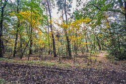 2020 Dwingelderveld (Drenthe)