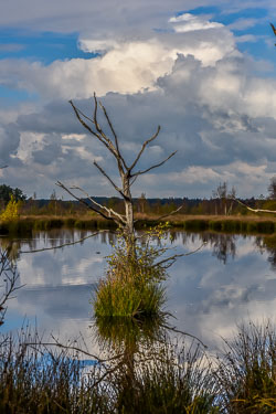 2020 Dwingelderveld (Drenthe)