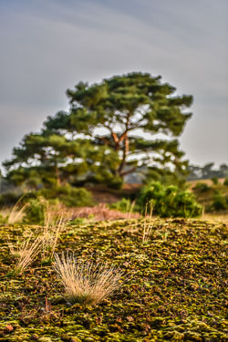 2020 Wekeromse Zand (Gelderland)