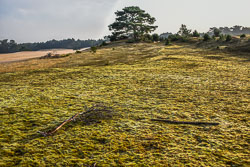 2020 Wekeromse Zand (Gelderland)