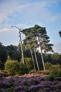 2021 Balkbrug (Overijssel)