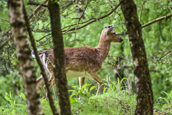 2021 Beesel (Limburg)