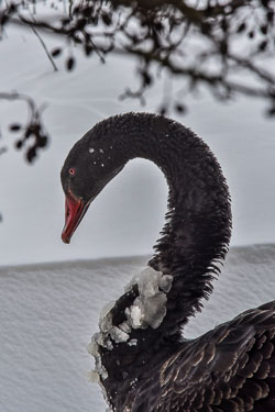 2021 Winter in de Krimpenerwaard