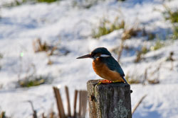 2021 Winter in de Krimpenerwaard