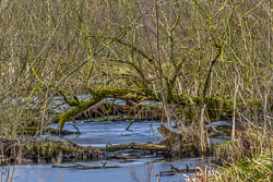 2021 Winter in de Krimpenerwaard