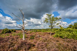 2022 Dalfsen (Overijssel)