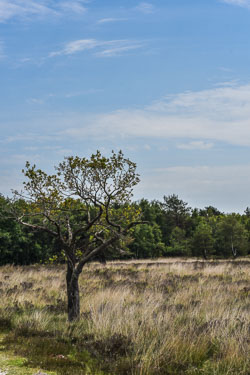 2022 Dwingelderveld (Drenthe)