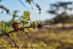 2022 Een West (Drenthe)