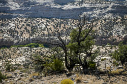 Capitol Reef (Utah)