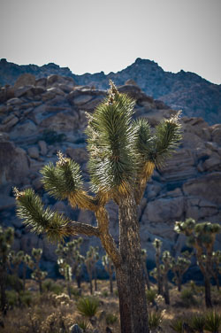 2007 Joshua Tree (Californië)