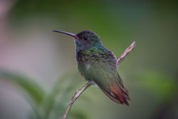 2010 Arenaal (Costa Rica)