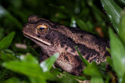 2010 Arenaal (Costa Rica)