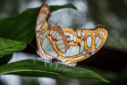 2010 Manuel Antonio (Costa Rica)