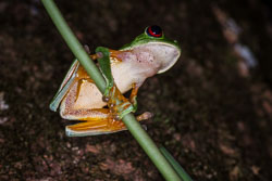 2010 Manuel Antonio (Costa Rica)