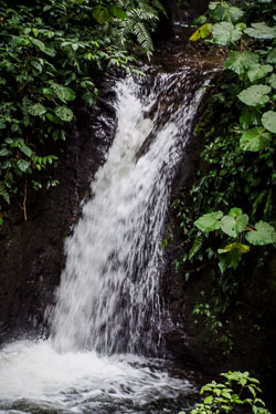 2010 Monte Verde (Costa Rica)