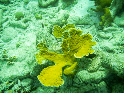 2012 Onder water in Bonaire