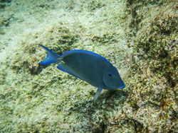 2012 Onder water in Bonaire 2012 Onder water in Bonaire