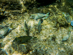 2012 Onder water in Bonaire