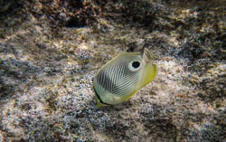 2012 Onder water in Bonaire