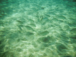 2012 Onder water in Bonaire