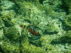 2012 Onder water in Bonaire