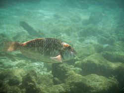 2012 Onder water in Bonaire