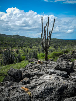 2012 Washington Slagbaai (Bonaire)