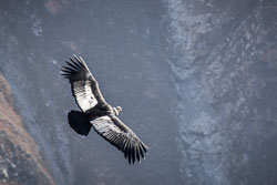 2017 Colca Canyon (Peru)