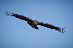 2017 Colca Canyon (Peru)