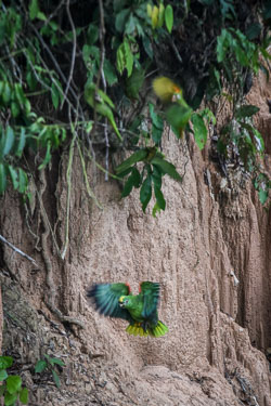 2017 Inotawa Lodge (Peru)