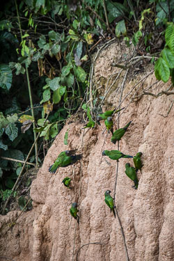 2017 Inotawa Lodge (Peru)