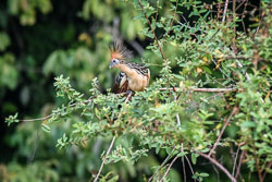 2017 Inotawa Lodge (Peru)