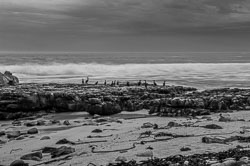 2014 Kaap de Goede Hoop (Zuid-Afrika) 2014 Kaap de Goede Hoop (Zuid-Afrika)