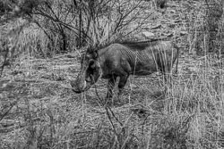 2016 Naankuse (Namibië) 2016 Naankuse (Namibië)