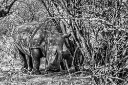 2016 Waterberg Plateau (Namibië) 2016 Waterberg Plateau (Namibië)