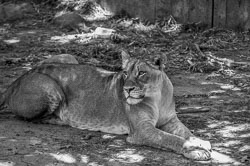 2012 Smithsonian’s National Zoo (Washington USA ) 2012 Smithsonian’s National Zoo (Washington USA )