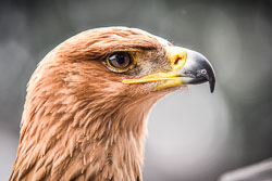 2017 Roofvogeltreffen (Zutendaal BE) 2017 Roofvogeltreffen (Zutendaal BE)
