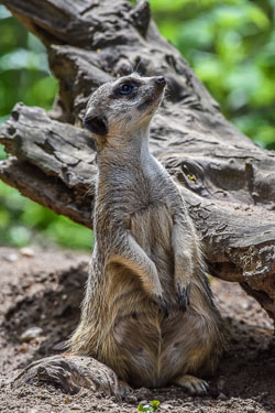 2022 Ouwehands Dierenpark 2022 Ouwehands Dierenpark