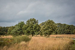 2019 Dwingelderveld (Drenthe) 2019 Dwingelderveld (Drenthe)