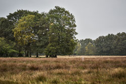 2019 Camping Drentsheerlijk in de herfst (Geesbrug Drenthe) 2019 Camping Drentsheerlijk in de herfst (Geesbrug Drenthe)