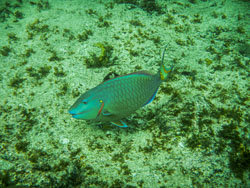 2012 Onder water in Bonaire 2012 Onder water in Bonaire